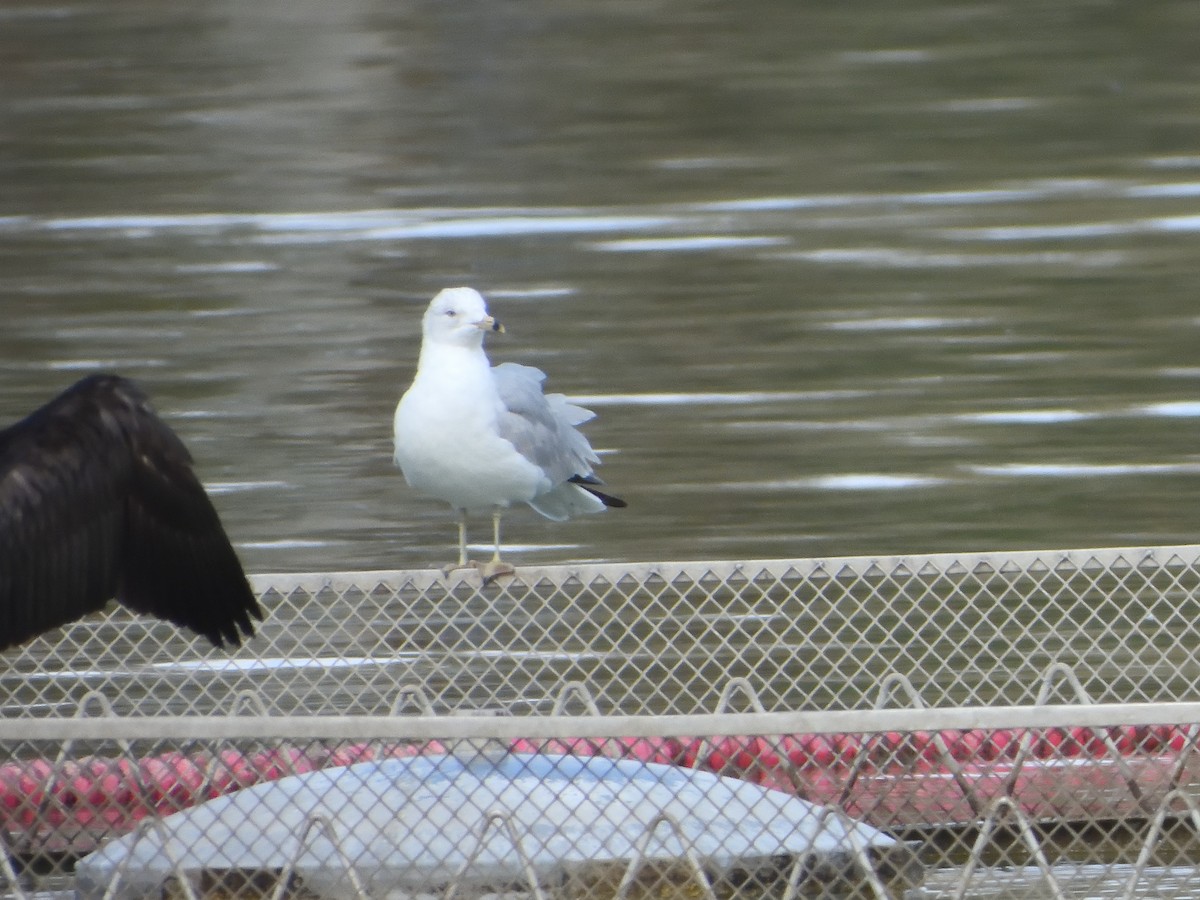 Ring-billed Gull - Miguel Martín Jiménez