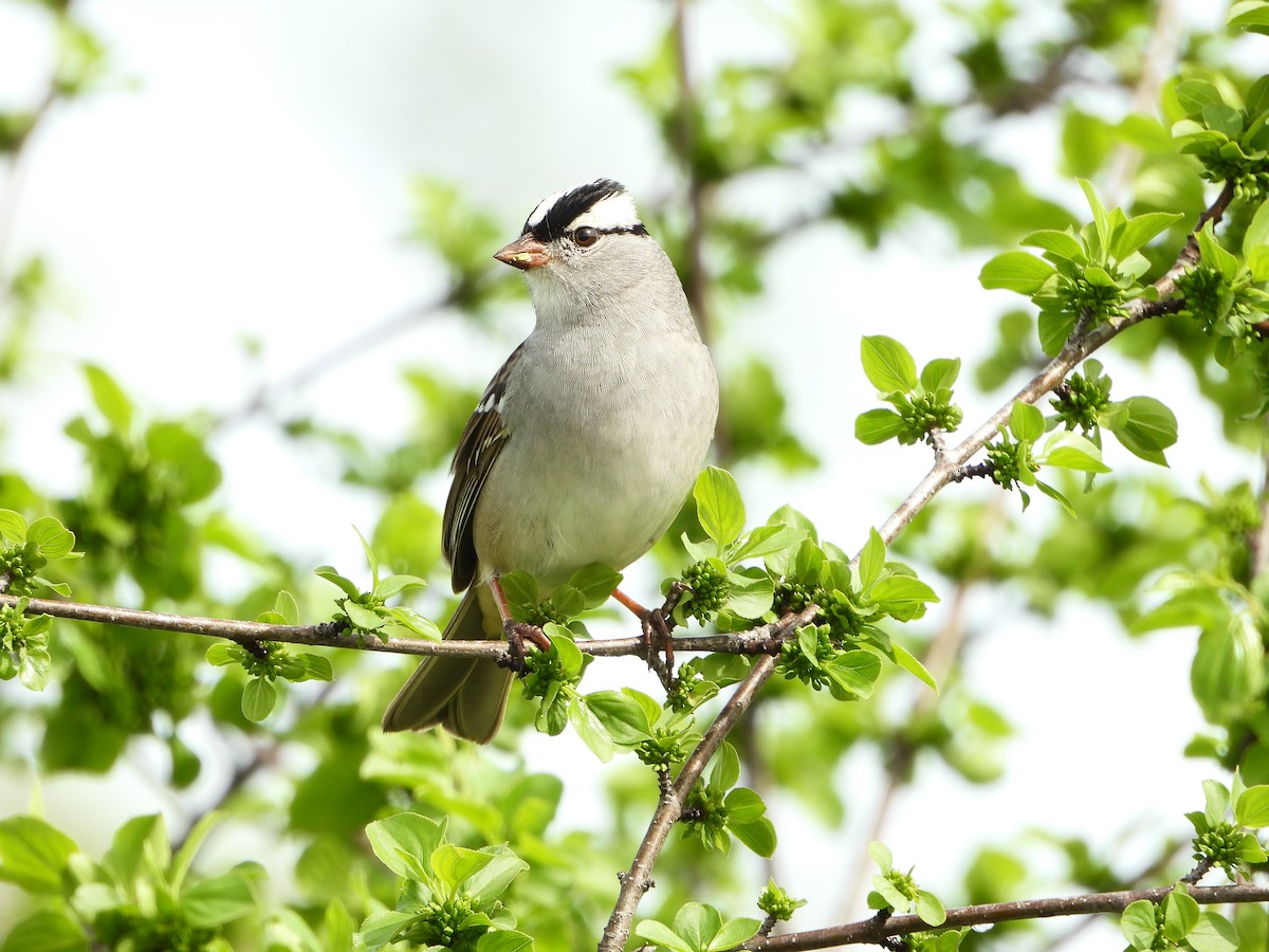 White-crowned Sparrow - ML618161765