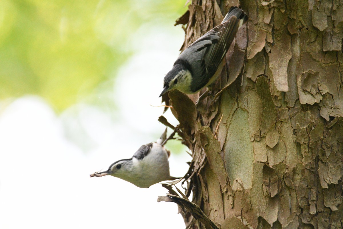 White-breasted Nuthatch - Kevin Roback