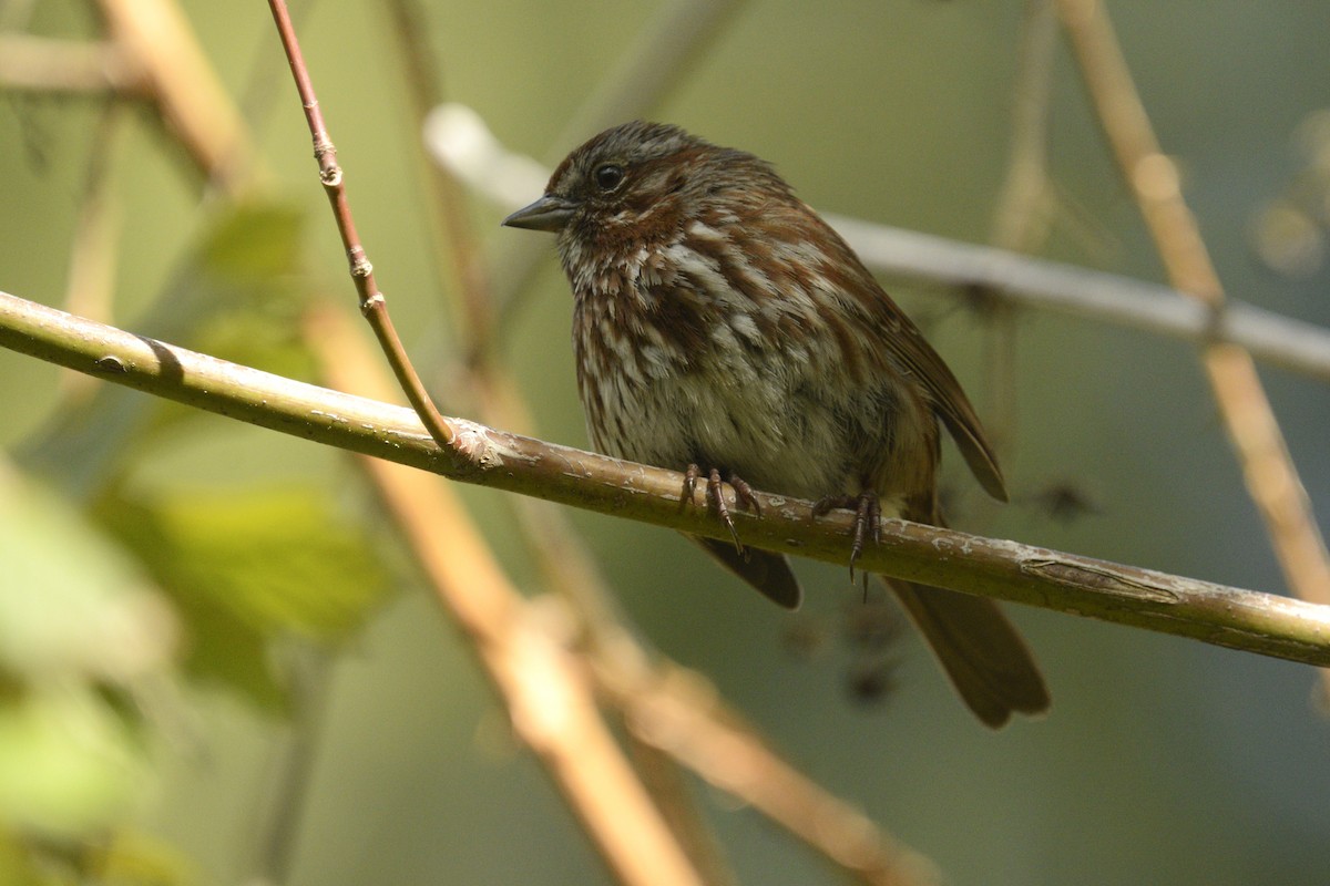 Song Sparrow - Gary Davidson