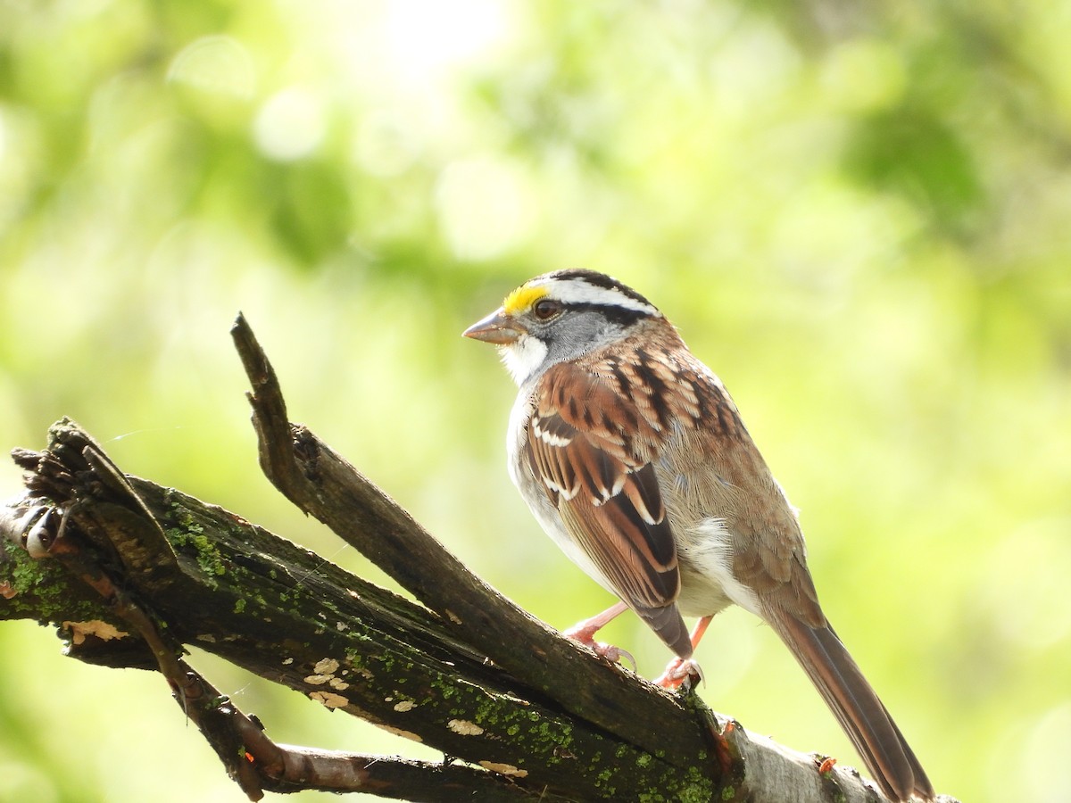 White-throated Sparrow - ML618161772