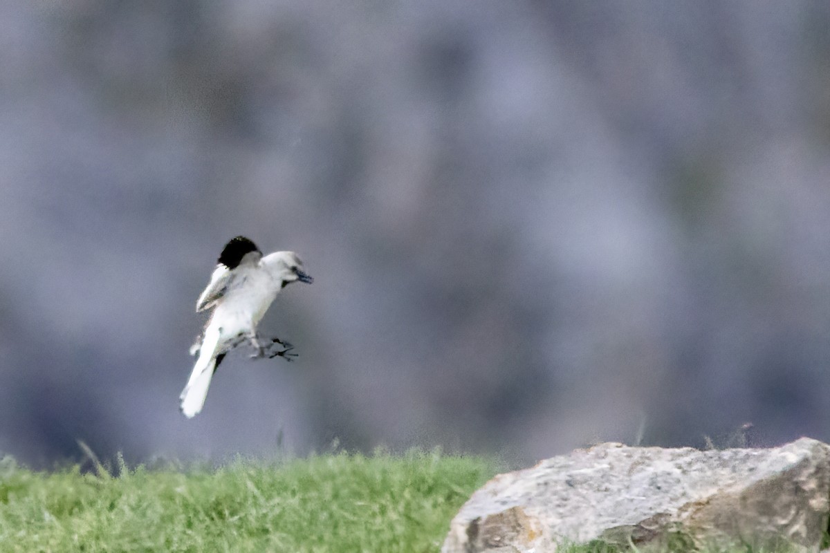 White-winged Snowfinch - Volkan Donbaloglu