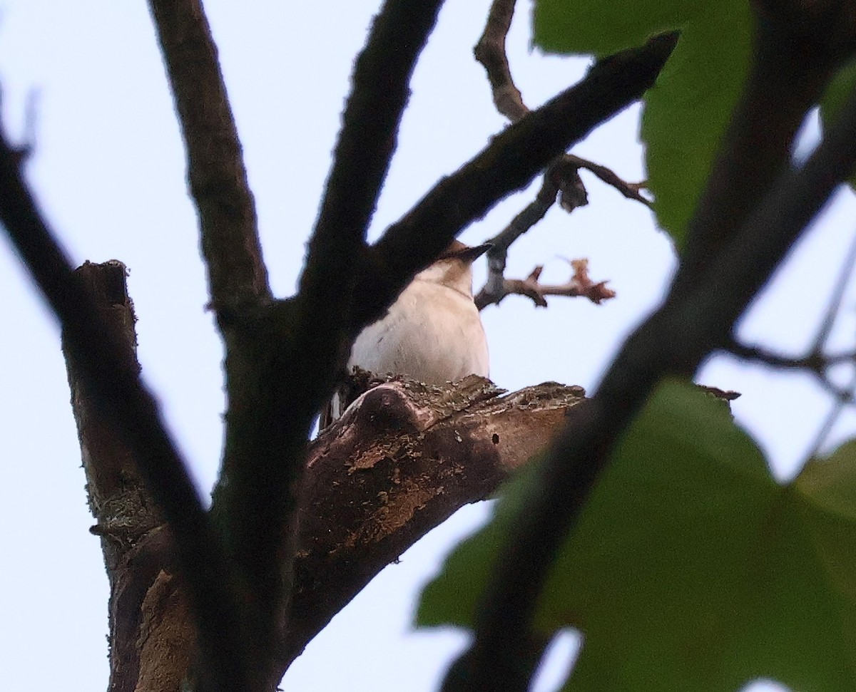 European Pied Flycatcher - Mileta Čeković