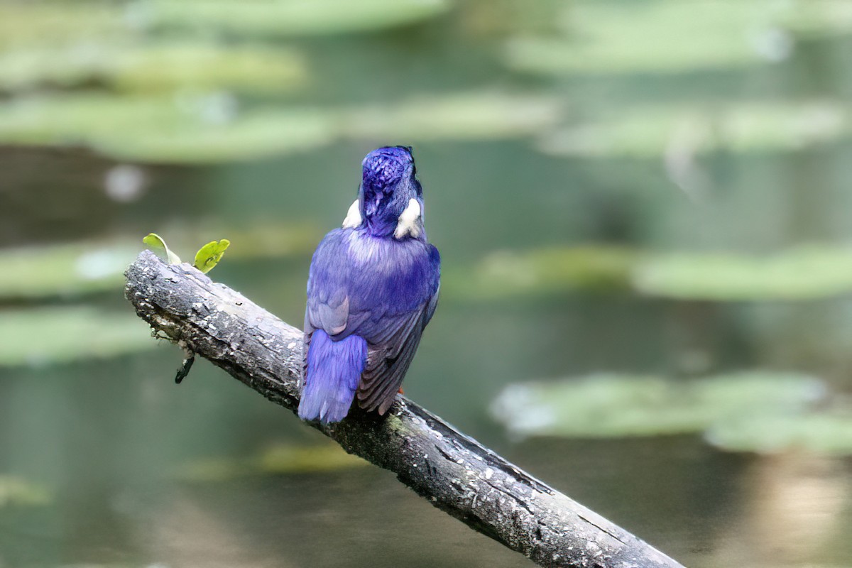 Shining-blue Kingfisher - Jeanne Verhulst