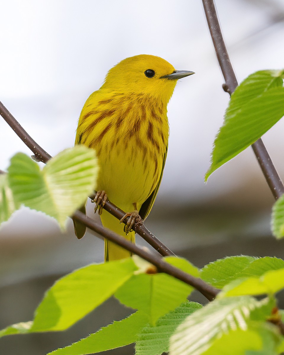 Yellow Warbler - ML618161825