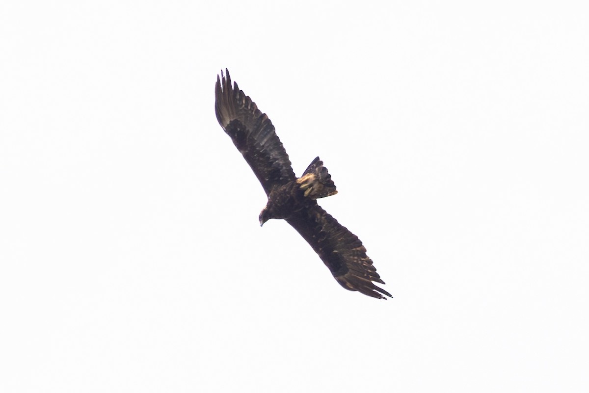 Golden Eagle - ML618161830