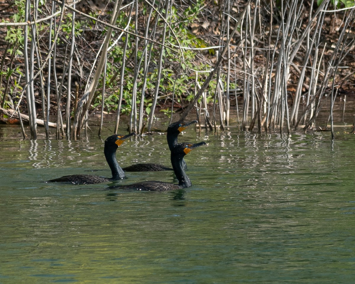 Double-crested Cormorant - Steve Aprile