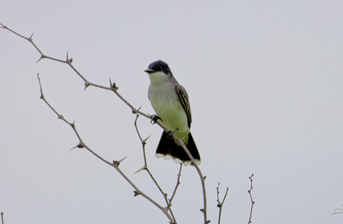 Eastern Kingbird - ML618161846