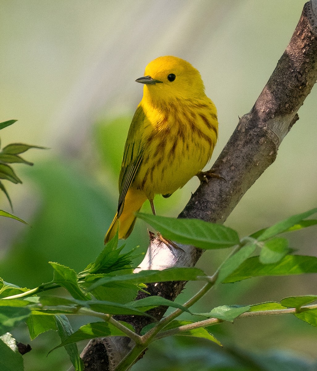 Yellow Warbler - ML618161847