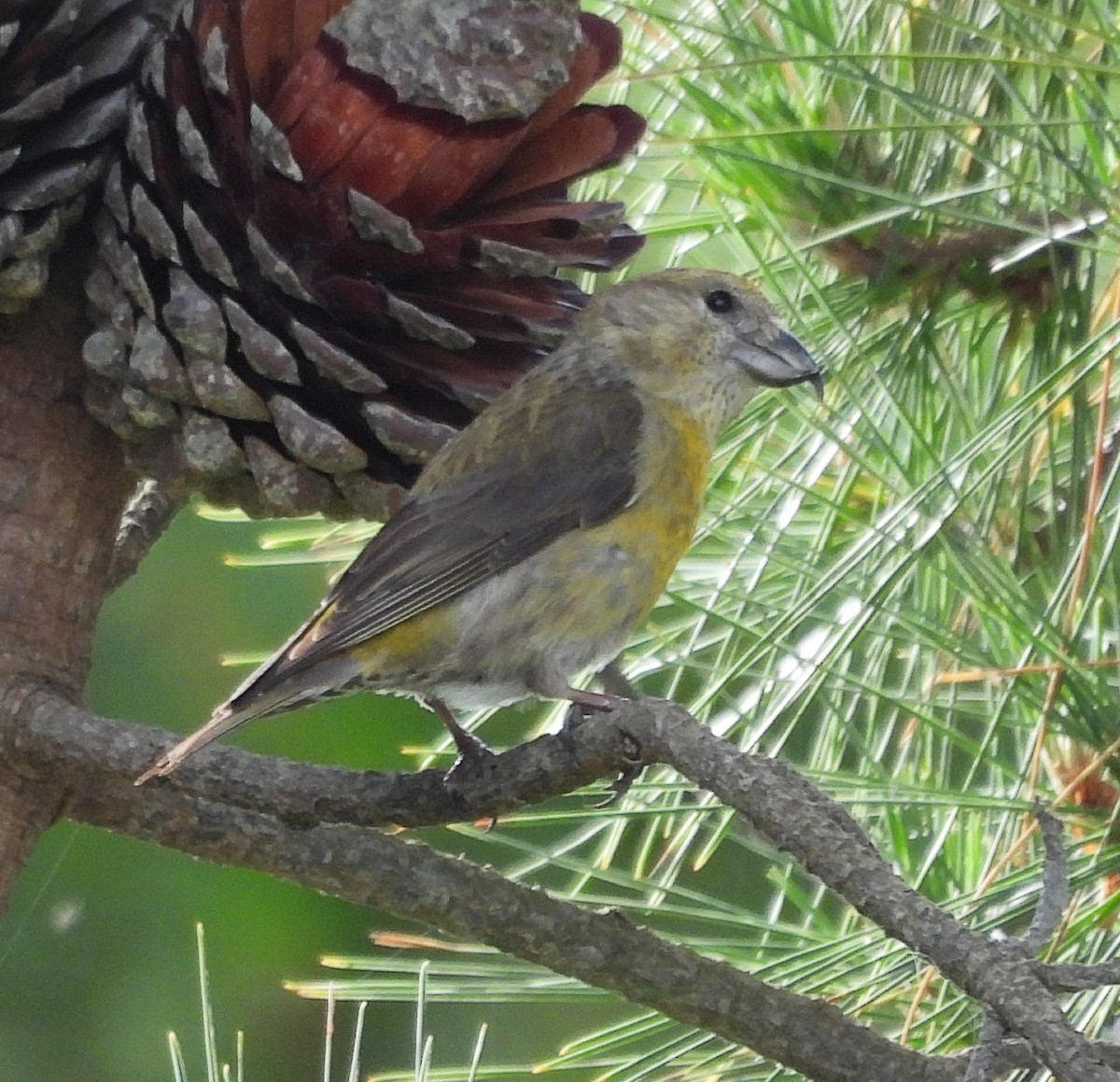 Red Crossbill - Sarah Hobart