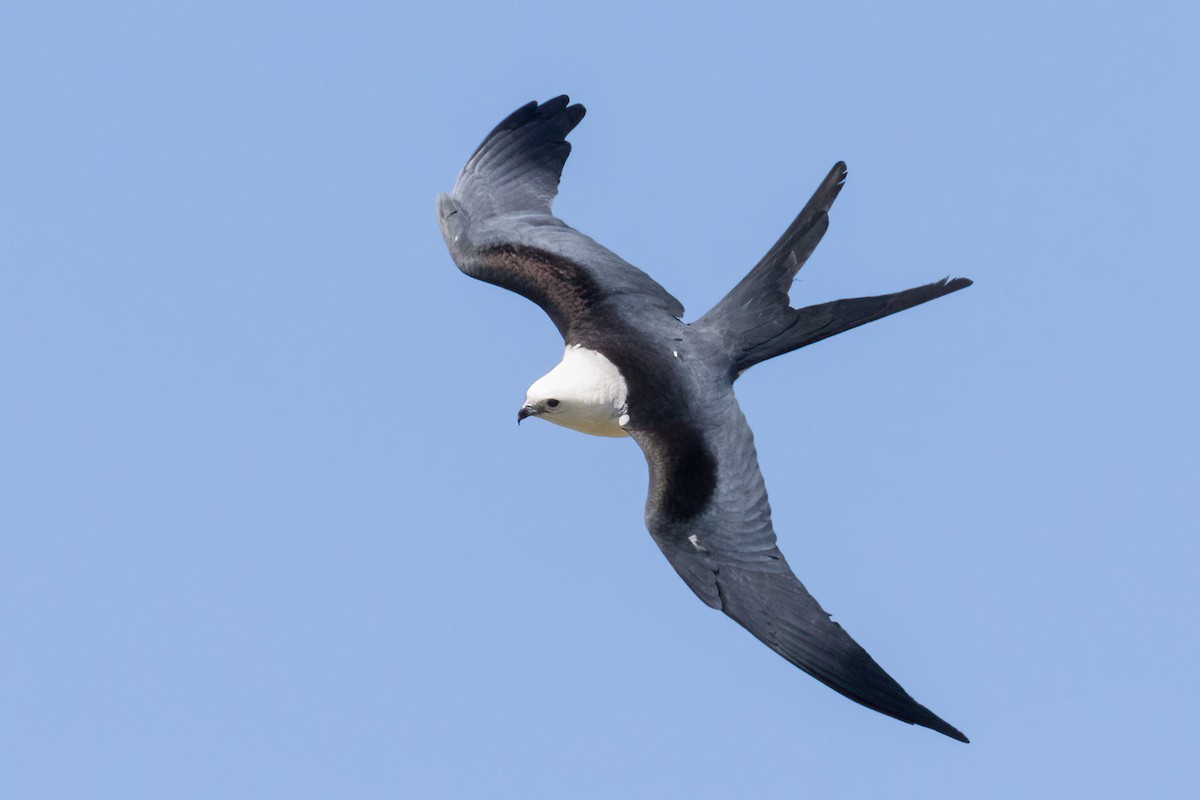 Swallow-tailed Kite - Brett Hoffman