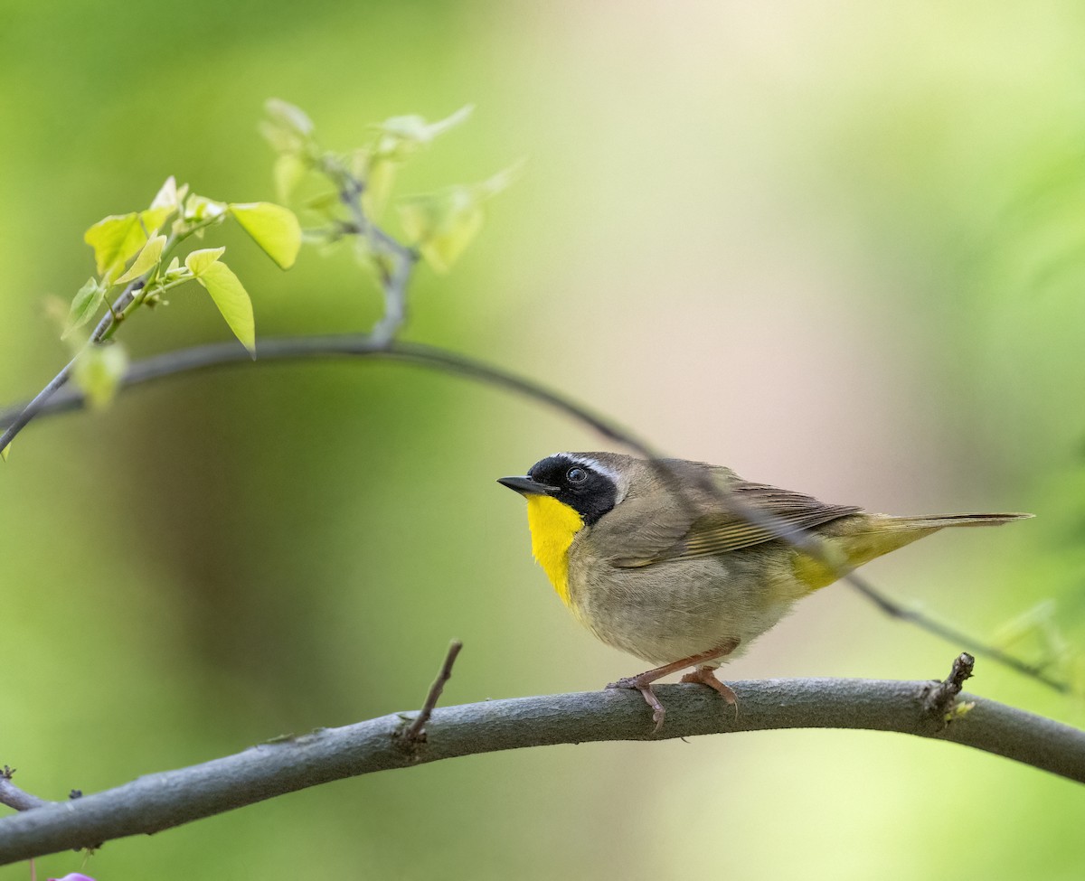 Common Yellowthroat - Tom Warren