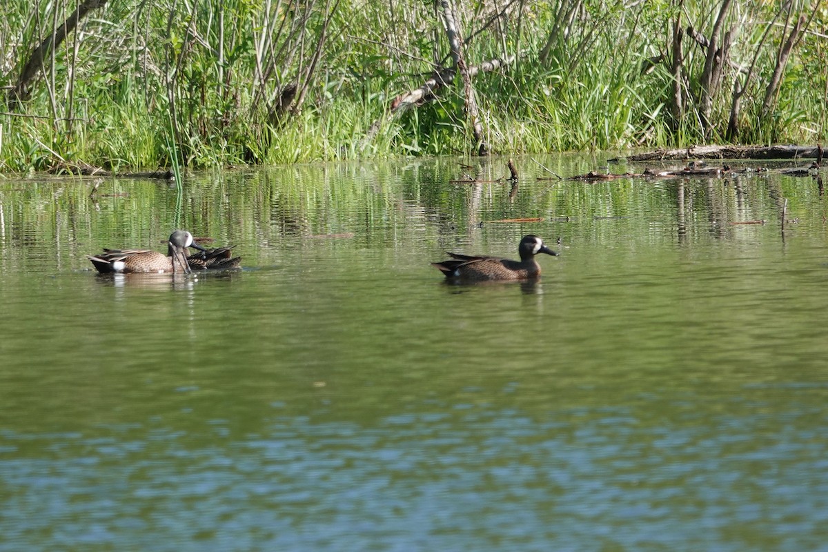 Blue-winged Teal - Lottie Bushmann