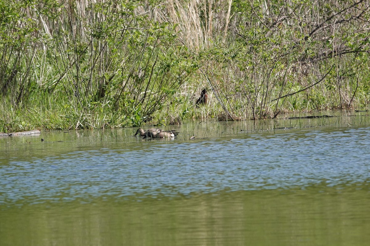 Blue-winged Teal - Lottie Bushmann