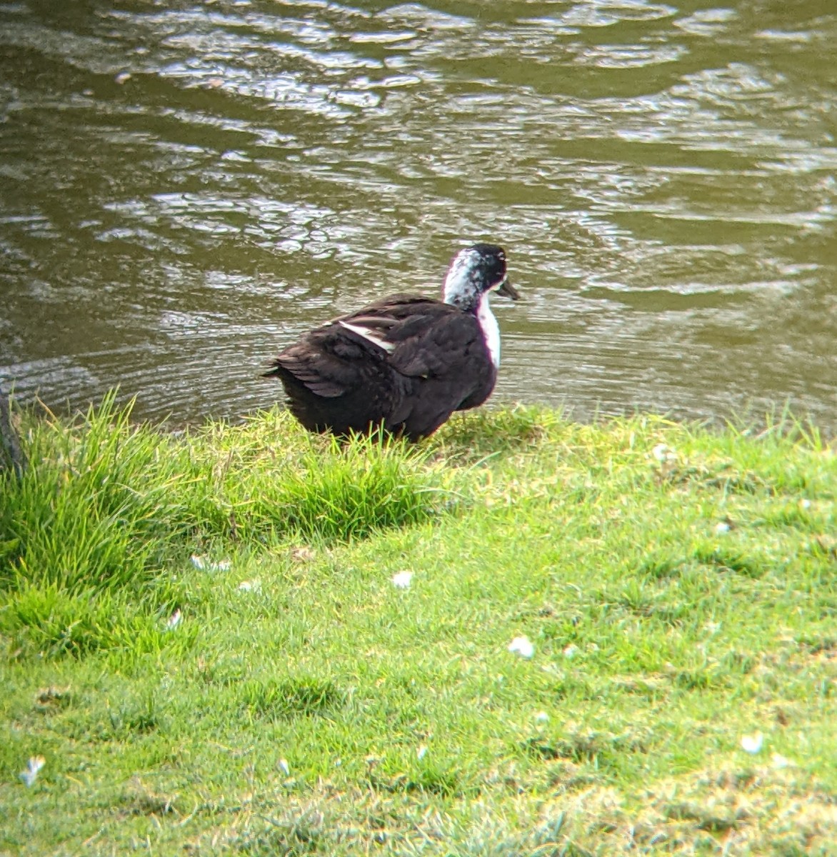 Mallard (Domestic type) - Bemma Watson Hernandez