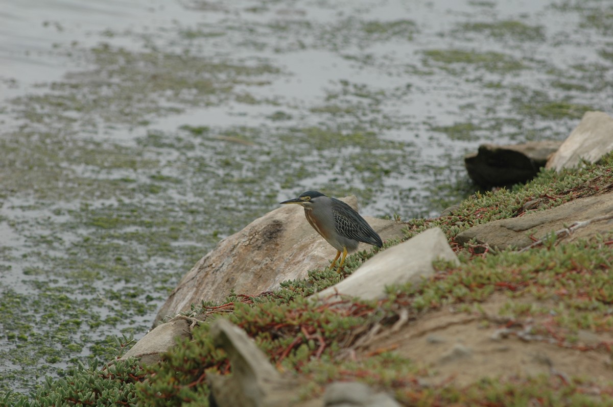 Striated Heron - Francisco Sornoza