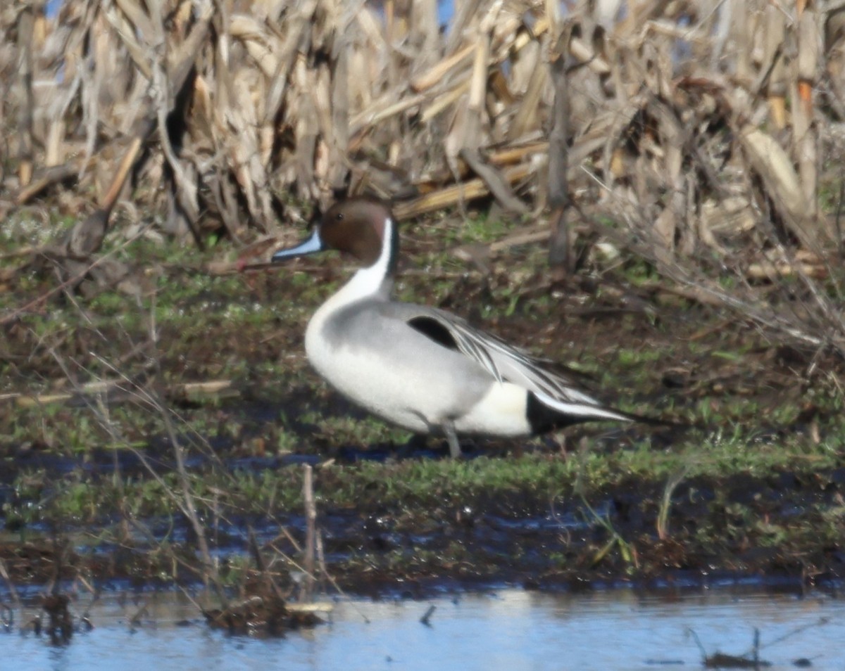 Northern Pintail - Steve Minard