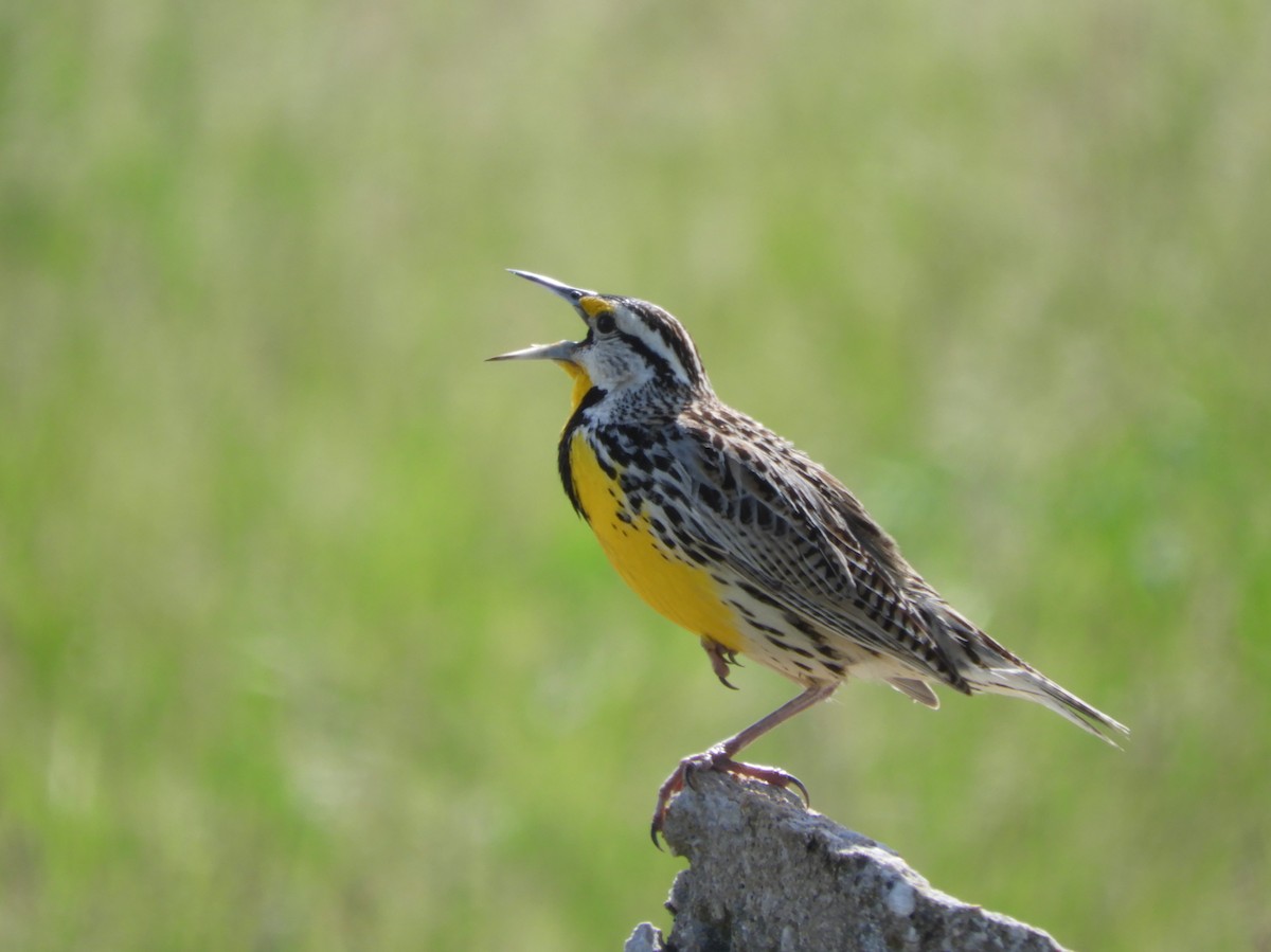 Eastern Meadowlark - ML618161922