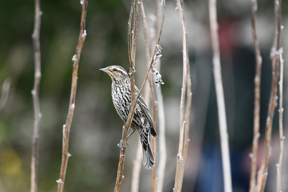 Red-winged Blackbird - Bob Baker