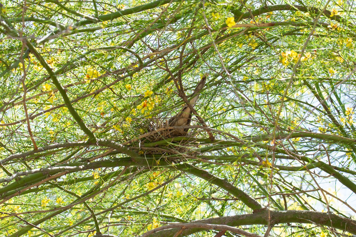 Mourning Dove - ML618161960