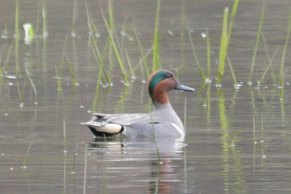 Ногоохон нугас - ML618161964