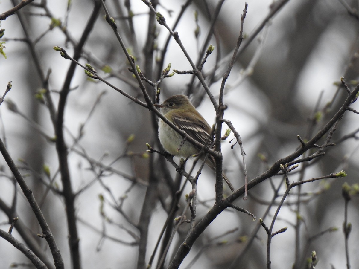 Least Flycatcher - ML618161989