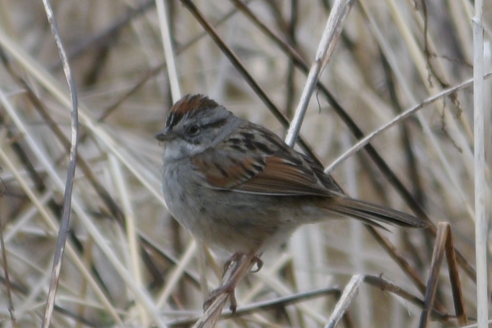 Swamp Sparrow - ML618162001