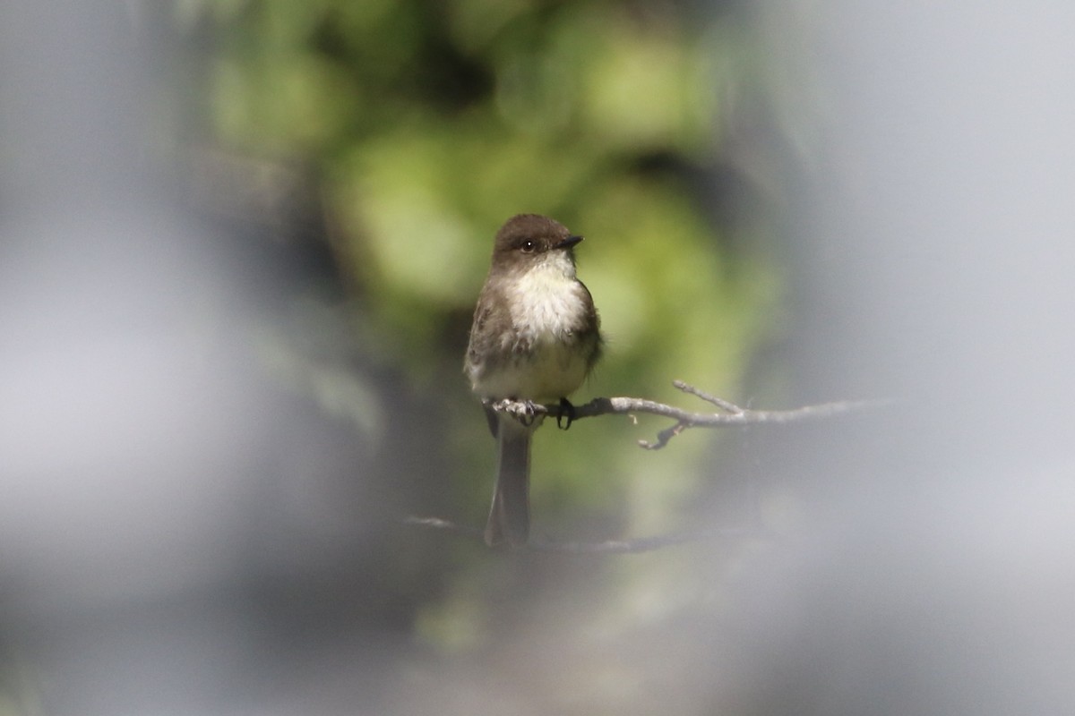 Eastern Phoebe - Karen & Tom Beatty