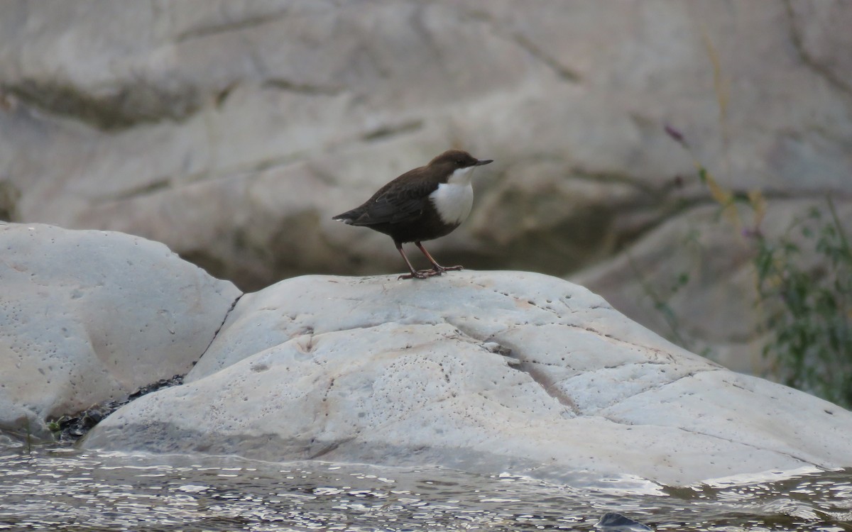 White-throated Dipper - ML618162024