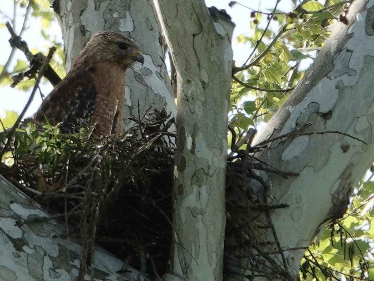 Red-shouldered Hawk - Lottie Bushmann