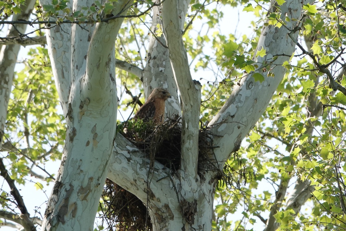 Red-shouldered Hawk - Lottie Bushmann