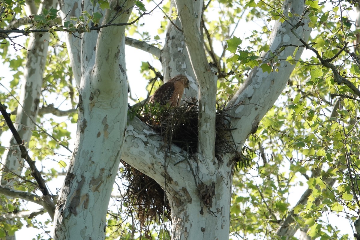 Red-shouldered Hawk - Lottie Bushmann