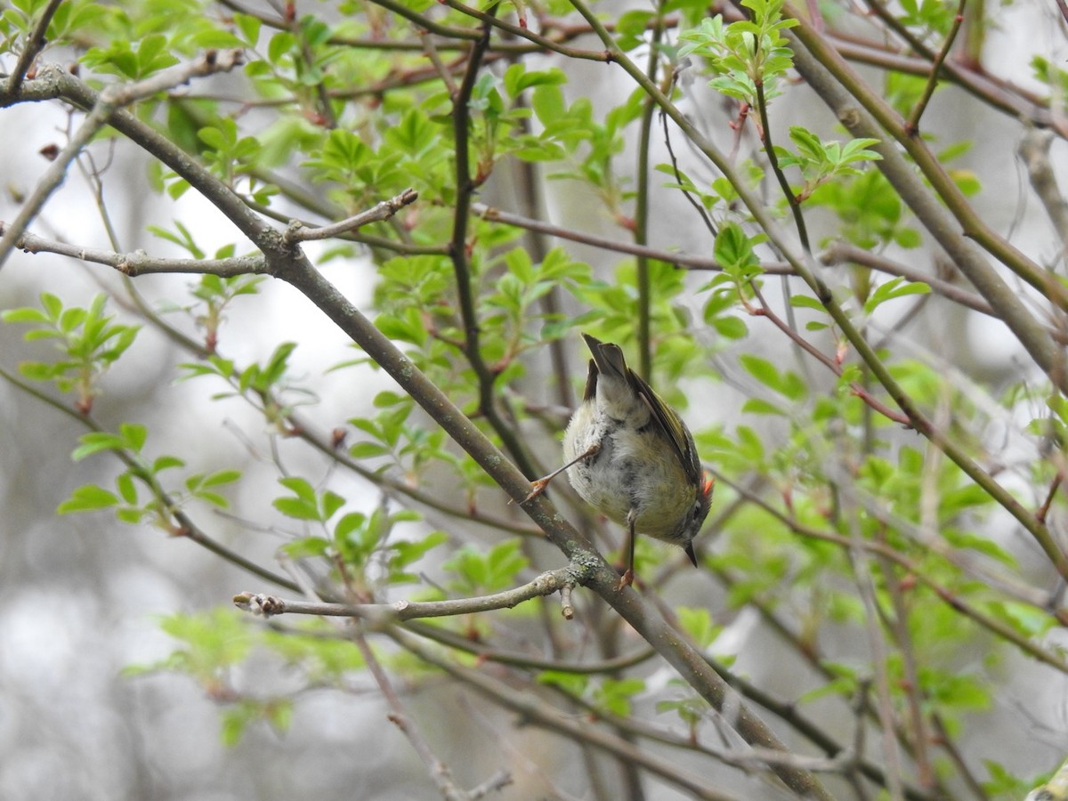 Ruby-crowned Kinglet - J Brousseau