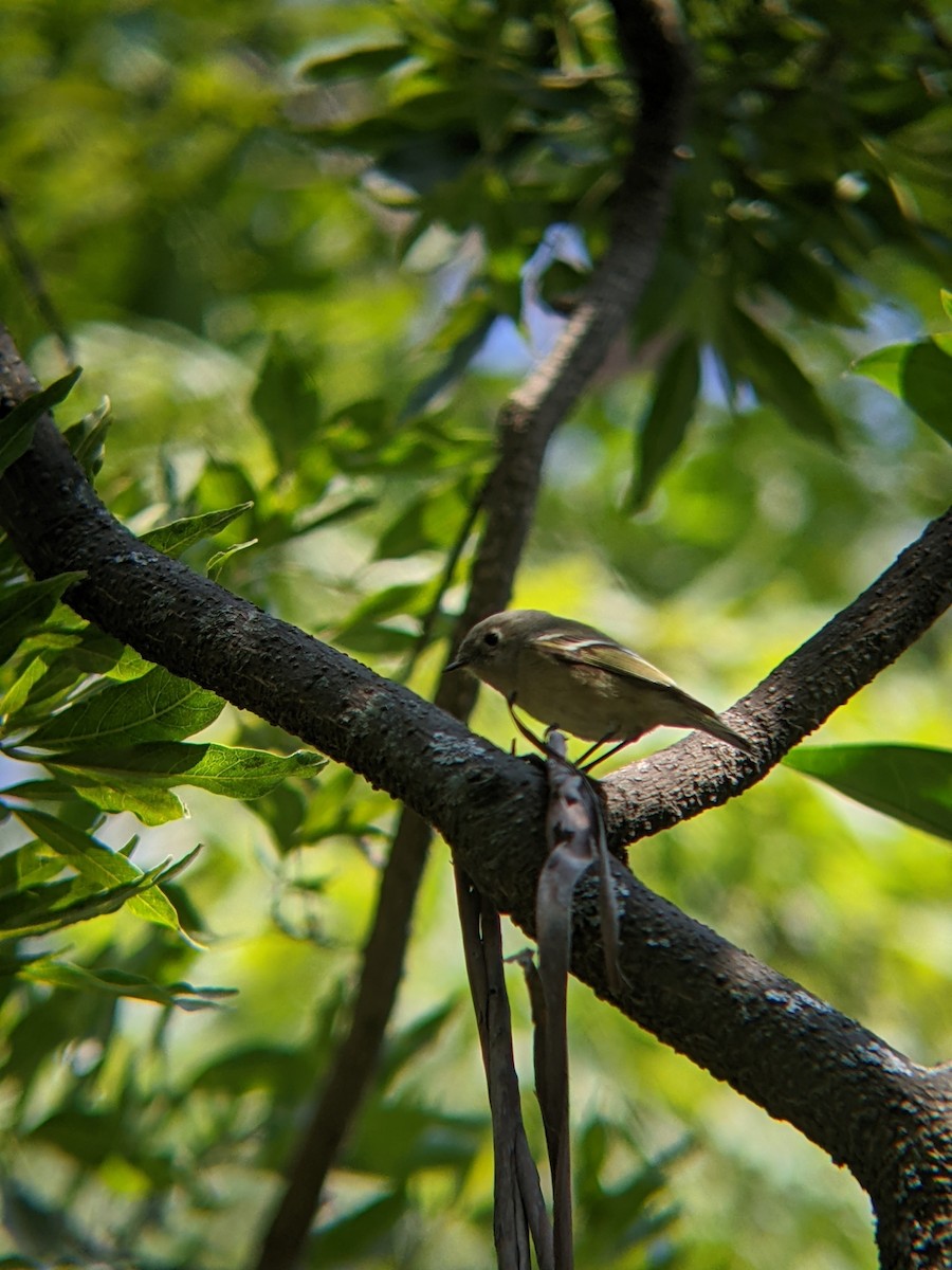 Ruby-crowned Kinglet - Bemma Watson Hernandez