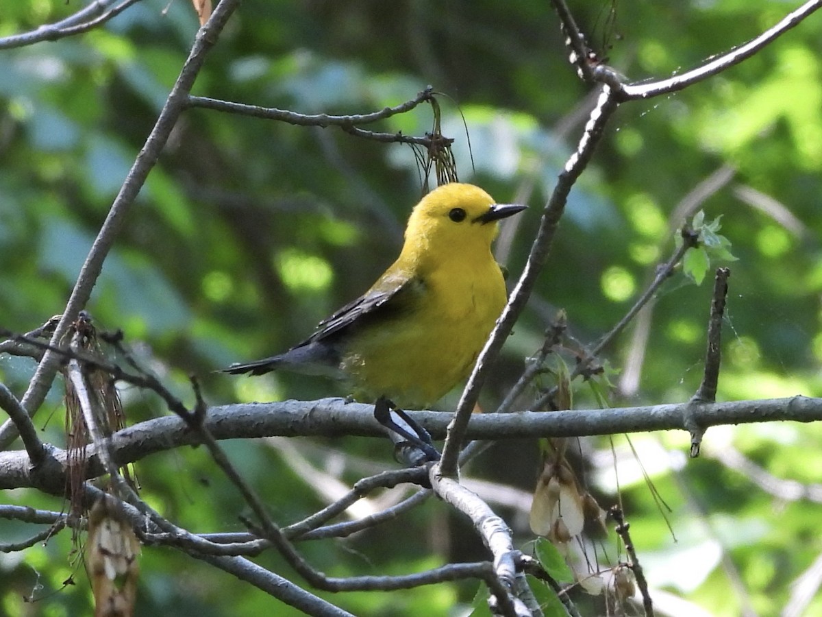 Prothonotary Warbler - Karen & Tom Beatty