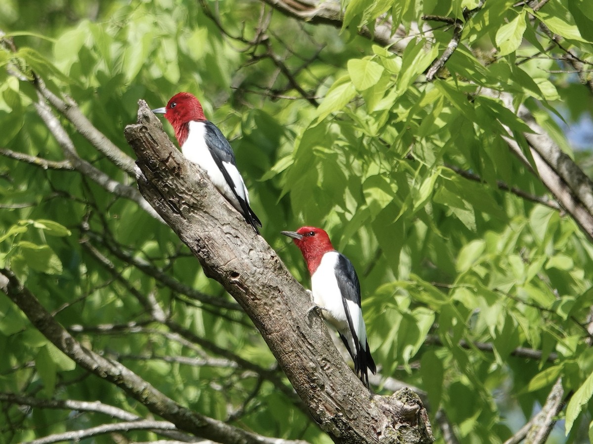 Red-headed Woodpecker - ML618162098
