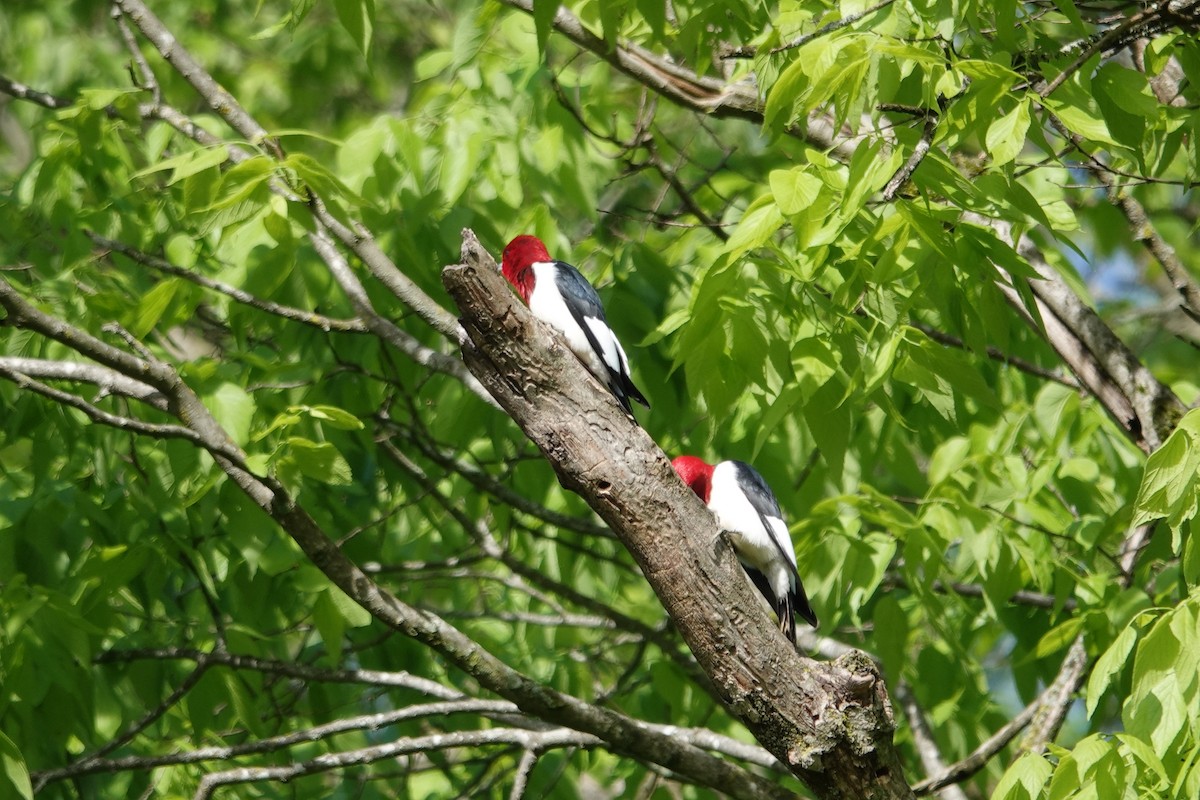 Red-headed Woodpecker - ML618162100