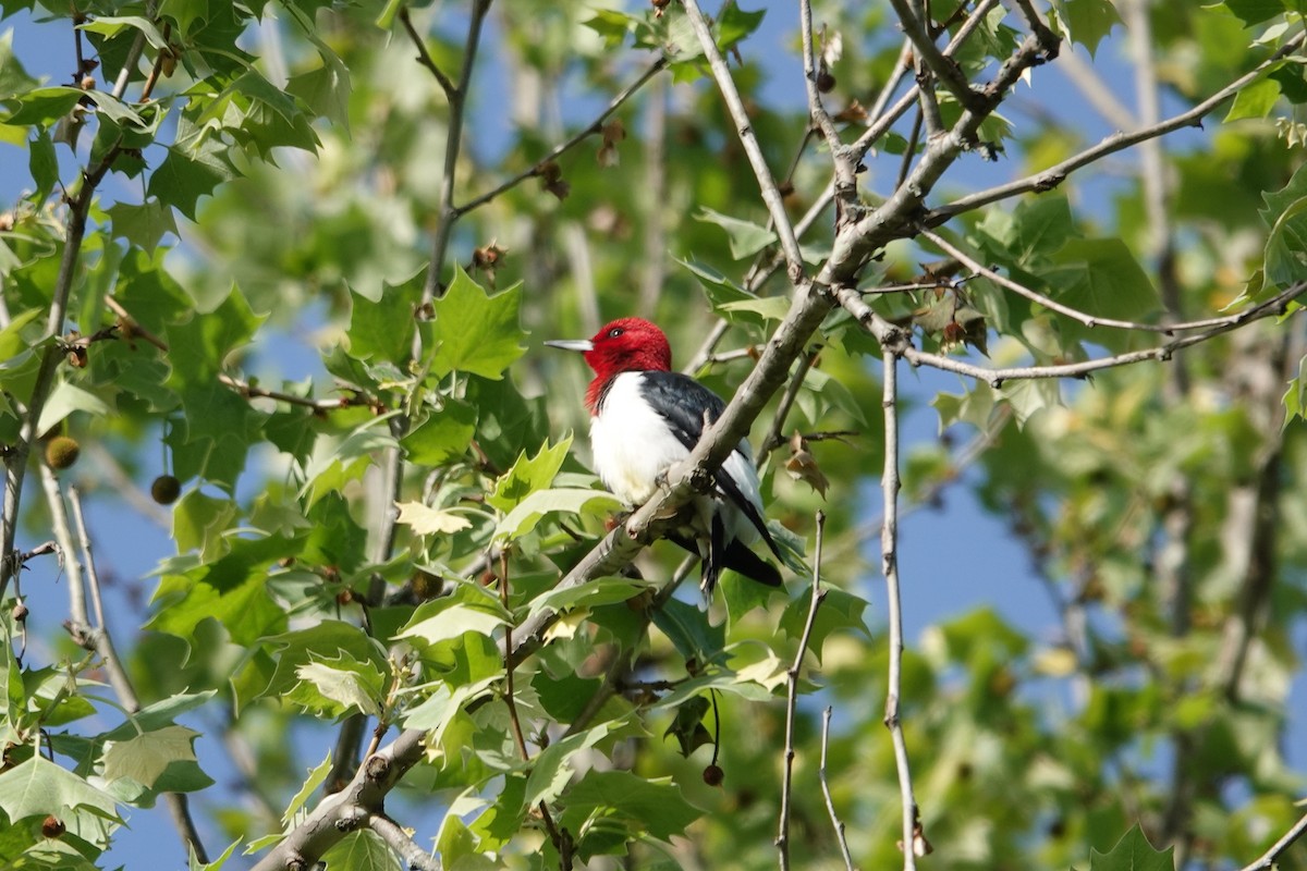 Red-headed Woodpecker - ML618162101