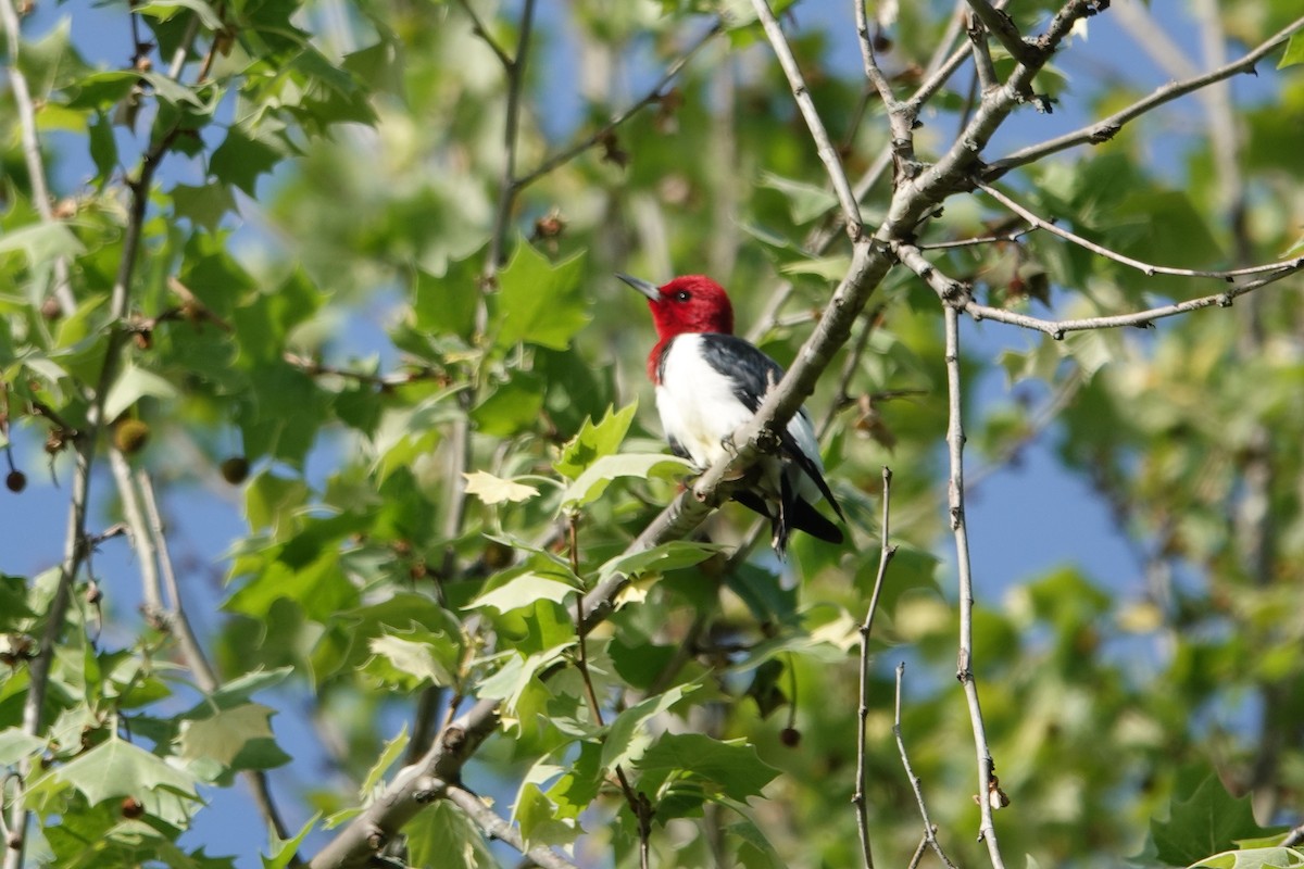 Red-headed Woodpecker - ML618162102