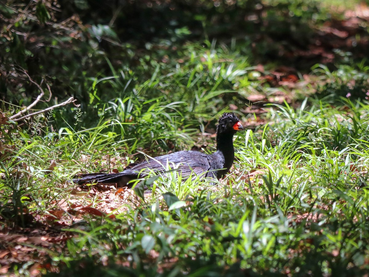 Red-billed Curassow - Marco Costa
