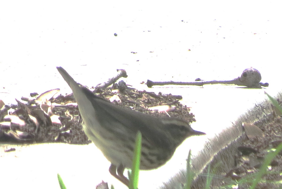 Northern Waterthrush - ML618162159