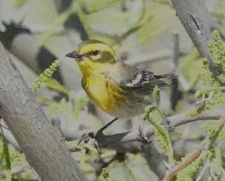 Townsend's Warbler - Dawn Abbott