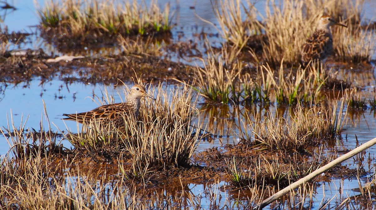 Pectoral Sandpiper - John Forcey