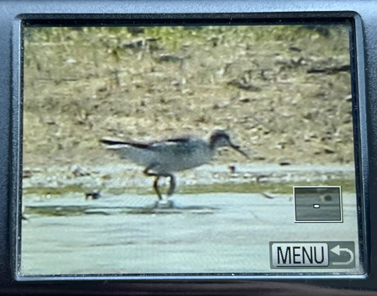 Wilson's Phalarope - ML618162200