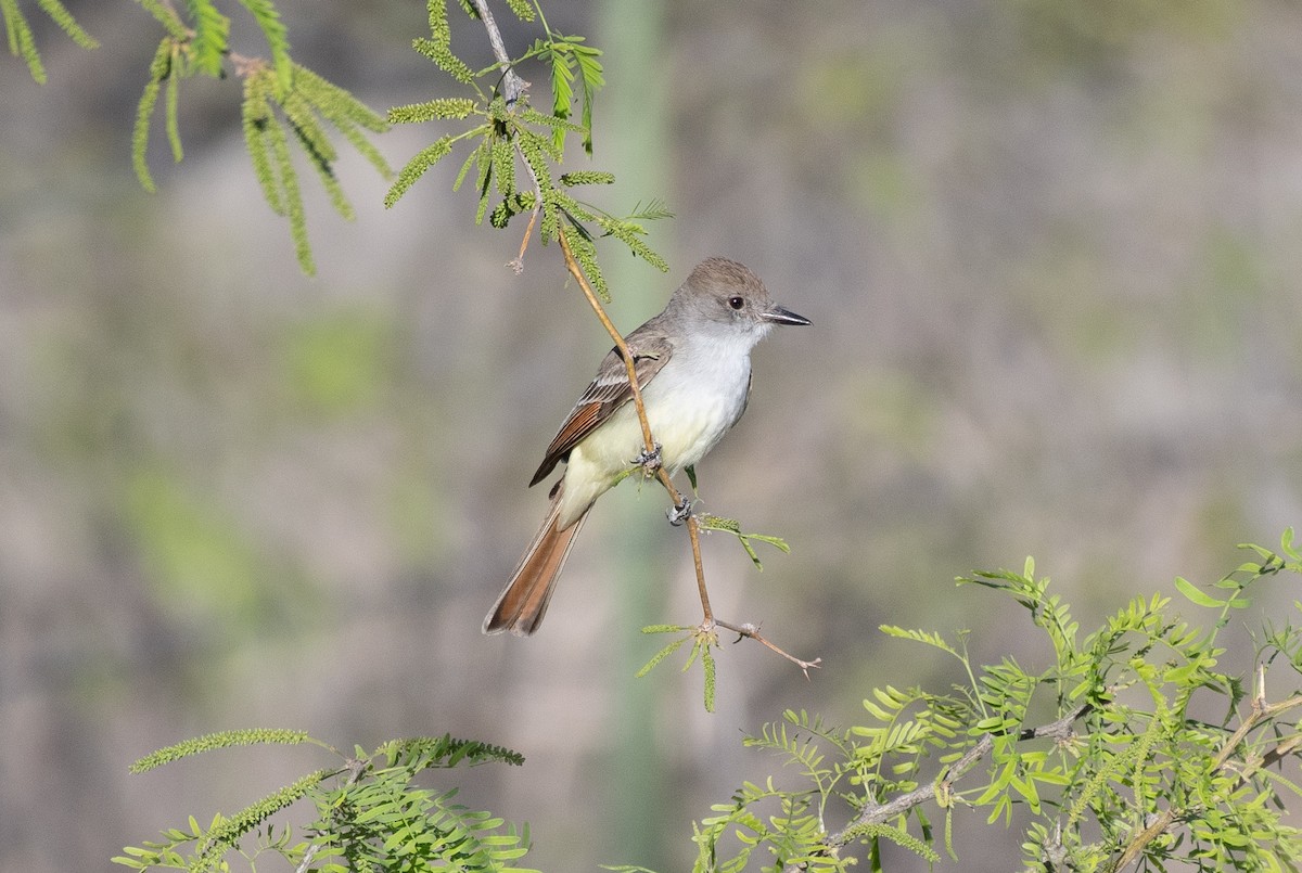 Ash-throated Flycatcher - Henry  Trimpe