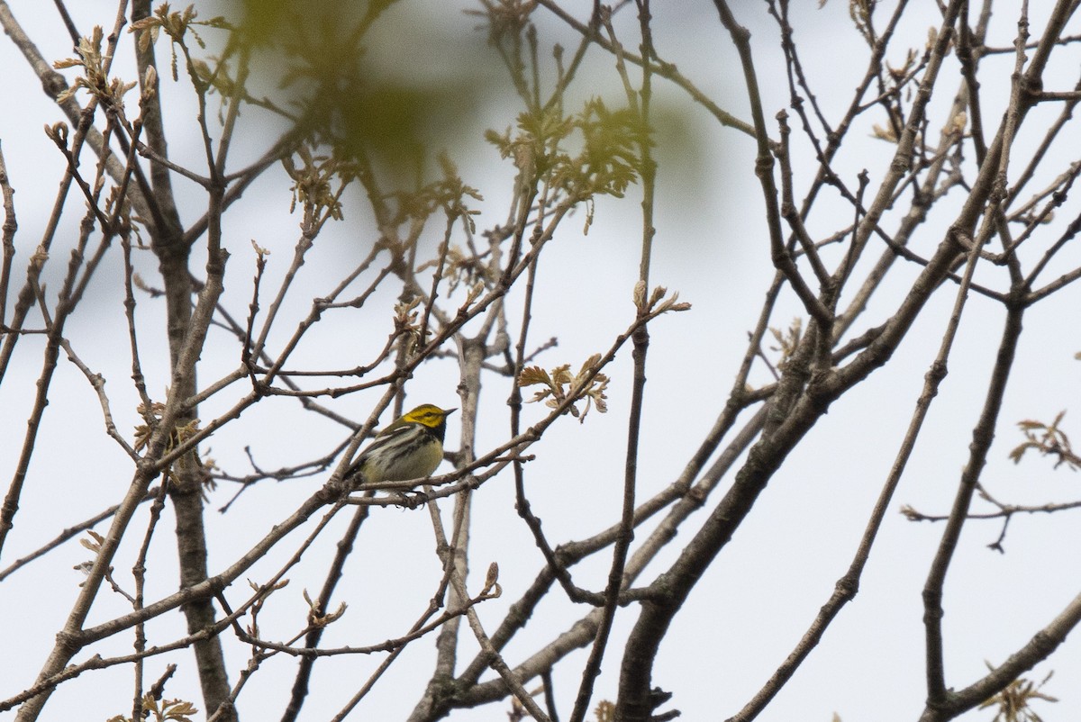 Black-throated Green Warbler - James Lukenda