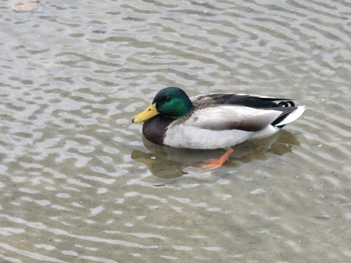 Mallard - Charlotte Farrell