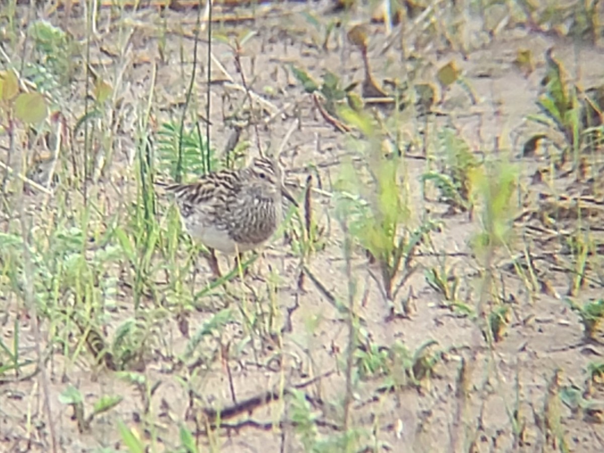 Pectoral Sandpiper - Charlotte Farrell