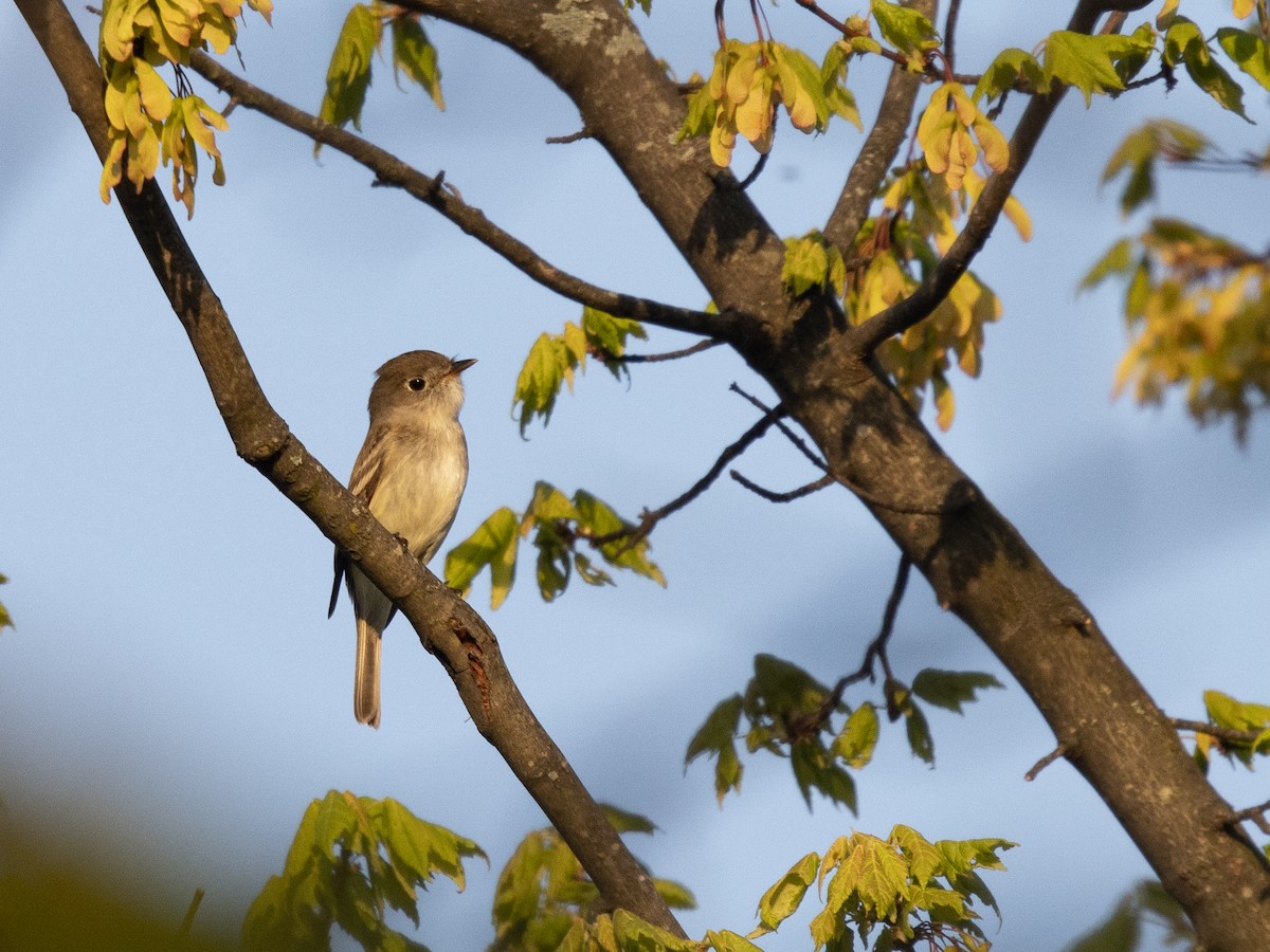 Least Flycatcher - ML618162284