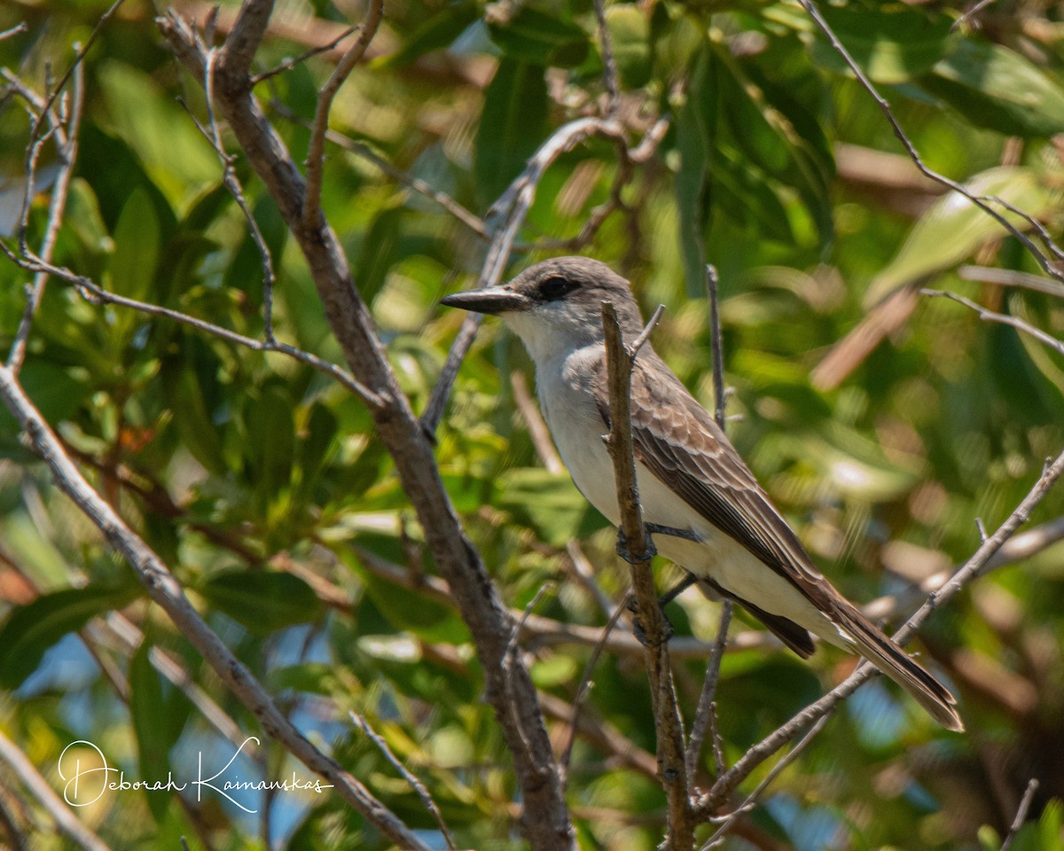 Gray Kingbird - Deborah Kainauskas